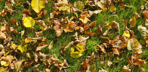 Background of autumn colored leaves on green grass on a sunny day.