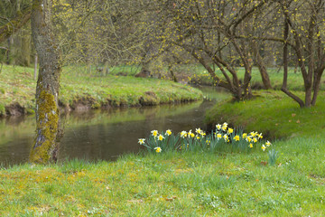 Fototapeta premium Yellow blossoms of a daffodil - narcissus on the bank of a brook in the park