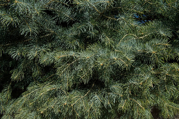 green fir tree background