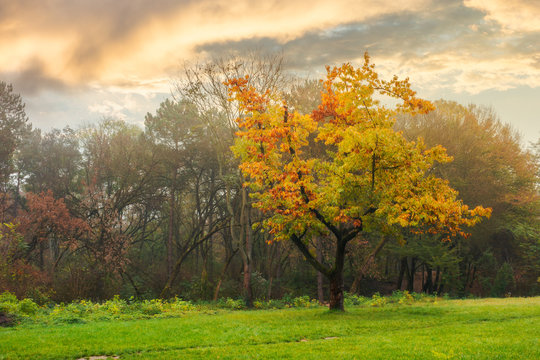 oak tree in yellow foliage on the grassy meadow. autumn nature scenery in the city park
