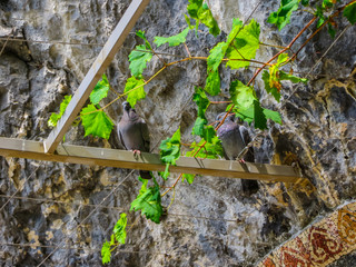a pair of pigeons who made a nest on a grape in the monastery of Saint Basil in Montenegro.
