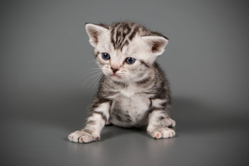 American shorthair cat on colored backgrounds