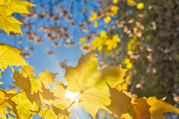 Naklejka na ściany i meble Maple leaf in sunlight and blue sky