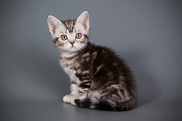 American shorthair cat on colored backgrounds