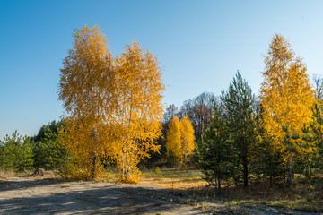 autumn landscape with trees and blue sky