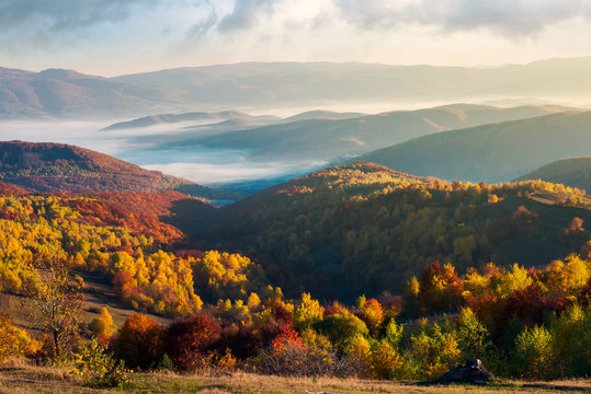beautiful foggy autumn landscape. trees in fall color on a sunny morning in mountains