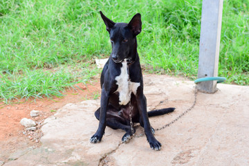 black face of dog,Close up thai dog,Thai Dog Close Up Shot.