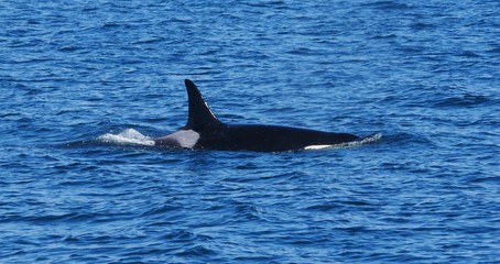 Fototapeta premium Wal