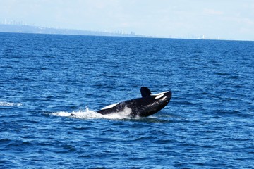 Fototapeta premium Wal