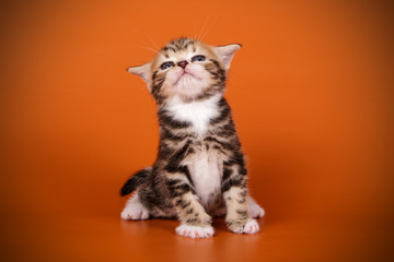 American shorthair cat on colored backgrounds