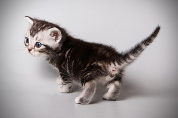 Naklejka na ściany i meble American shorthair cat on colored backgrounds
