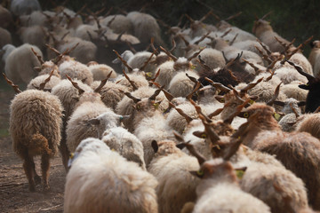 Fototapeta premium Flock of sheep in low lights rural scene at animal farm