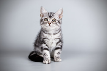 American shorthair cat on colored backgrounds