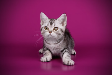 American shorthair cat on colored backgrounds