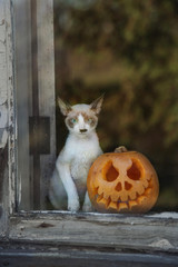 Little kitten sitting on the window near the halloween pumpkin