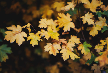 Naklejka na ściany i meble Yellow maple leaves