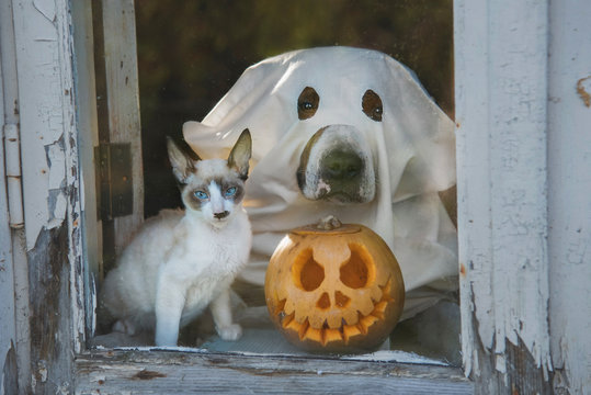 Dog dressed like a ghost and little kitten with a halloween pumpkin