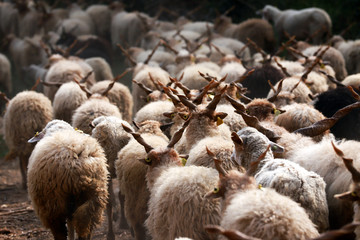 Flock of sheep in low lights rural scene at animal farm
