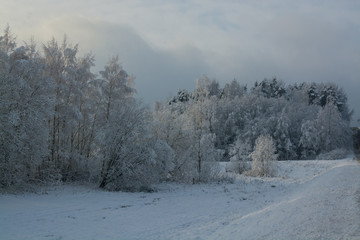 Зимний пейзаж. Облачный день, много снега: все ветки деревьев в снегу.