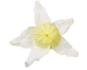 Tomatillo verde, husk tomato or physalis