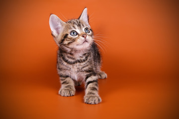 American shorthair cat on colored backgrounds