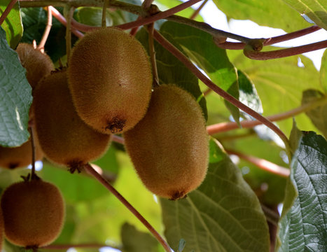 Kiwi fruits on the tree