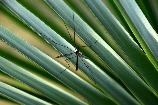 Big mosquito on a green palm leaf