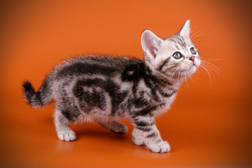 American shorthair cat on colored backgrounds