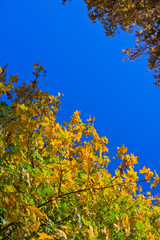 Yellow autumn maple tree in the city park isolated on blue sky.