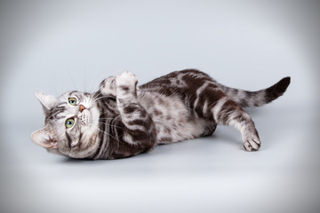 American shorthair cat on colored backgrounds