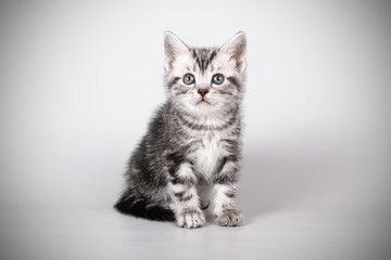 American shorthair cat on colored backgrounds