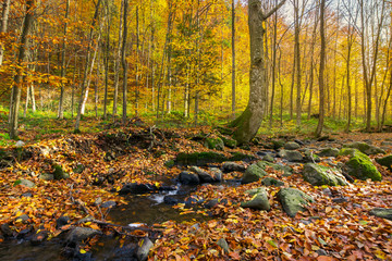 brook among the trees. fallen foliage among the rocks. beautiful autumn scenery