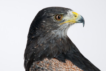 Greif Vogel Falke Adler Auge