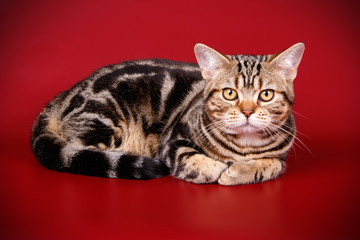 American shorthair cat on colored backgrounds