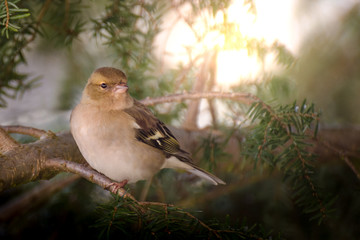 Bird sitting on a branch in the morning sun