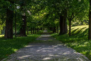 Fototapeta na wymiar A tree-lined road in the summer