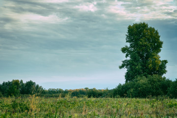 Fototapeta premium Tall old tree stands alone in a meadow