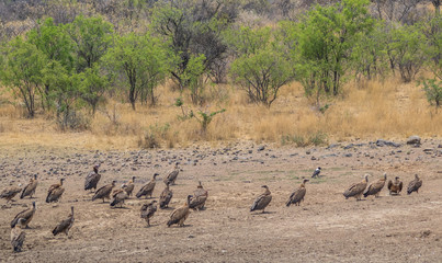 Vultures sitting on the ground next to a drying waterhole in the wilderness of Africa image with...