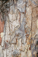 Bark texture background.