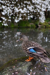 duck in the pond