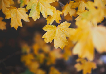 Yellow maple leaves