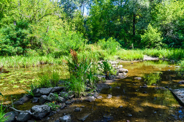 Small river in a forest on summer
