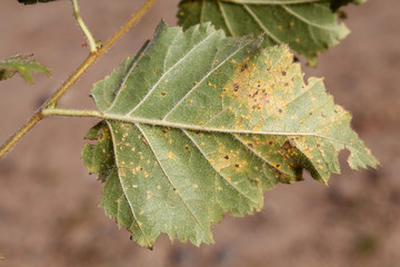 Birch Rust caused by Melampsoridium betulinum on leaf of downy birch or Betula pubescens