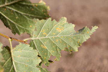 Birch Rust caused by Melampsoridium betulinum on leaf of downy birch or Betula pubescens