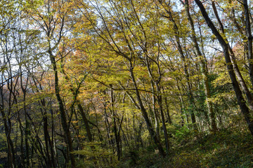 Obraz premium 雑木林の紅葉