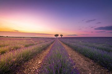 Campos de lavanda