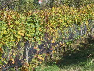 View of the Langhe landscape, a countryside in Piedmont. It's very popular in Italy because of the good wines and food