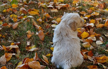 Naklejka na ściany i meble a little white puppy in autumn leaves 