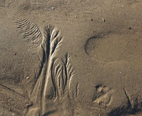 l'arbre de la plage