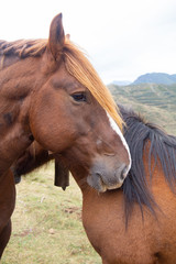 Portrait of couple of brown horses in the mountain. 